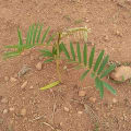 Tephrosia