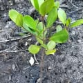 Weiße Mangrove