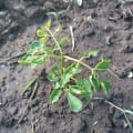 Moringa