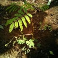 Calliandra