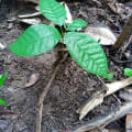 Cacao