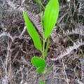 Acacia Mangium