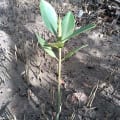 Red Mangrove