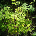 Moringa