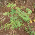Tephrosia