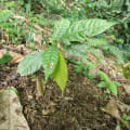 Cacao