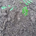 Cassia
