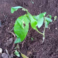 Aguacate
