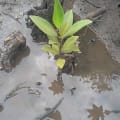 Mangrovia Rossa