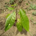 Cacao