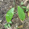 Cacao