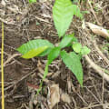 Cacao