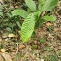 CacaoElisabeth