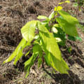 Cacao