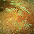 Tephrosia