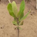 Yellow mangrove