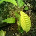 Cacao