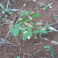Moringa