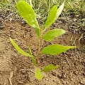 Acacia Mangium