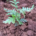 Grevillea