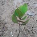 Gelbe Mangrove