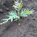 Grevillea