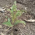 Grevillea