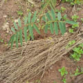Tephrosia