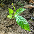 Roble