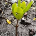 Mangrove Blanche