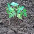 Neem
