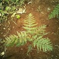 Grevillea