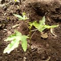 Papaya