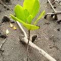 Mangrovia Bianca