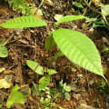 Cacao