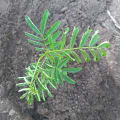 Acacia Polycantha