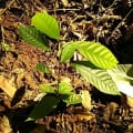 Cacao
