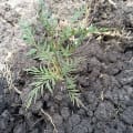 Grevillea4Shin