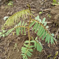 Tephrosia