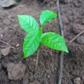 Markhamia