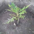 Grevillea