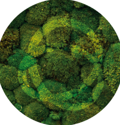 Pelliconi for Afragola: Roots of Renewal