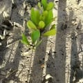 White Mangrove