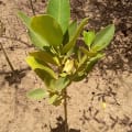 Asiatic Mangrove