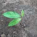 African Mahogany