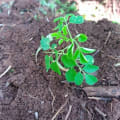 Moringa