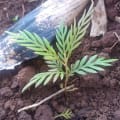 Grevillea