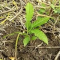 Nuky - Markhamia kenya