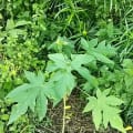 Papaya