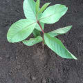 Guava